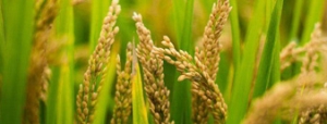 什么是富硒面粉？富硒面粉對(duì)我們?nèi)梭w有什么好處？