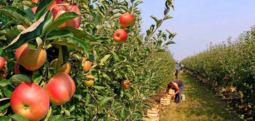 富硒蔬菜,富硒技術(shù)