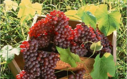 昆明富硒水果 昆明富硒水果